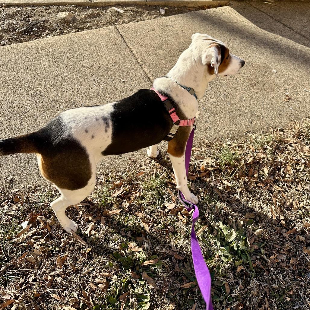 Luna, a Adoptable mixed breed in Falls Church, VA image 3/6