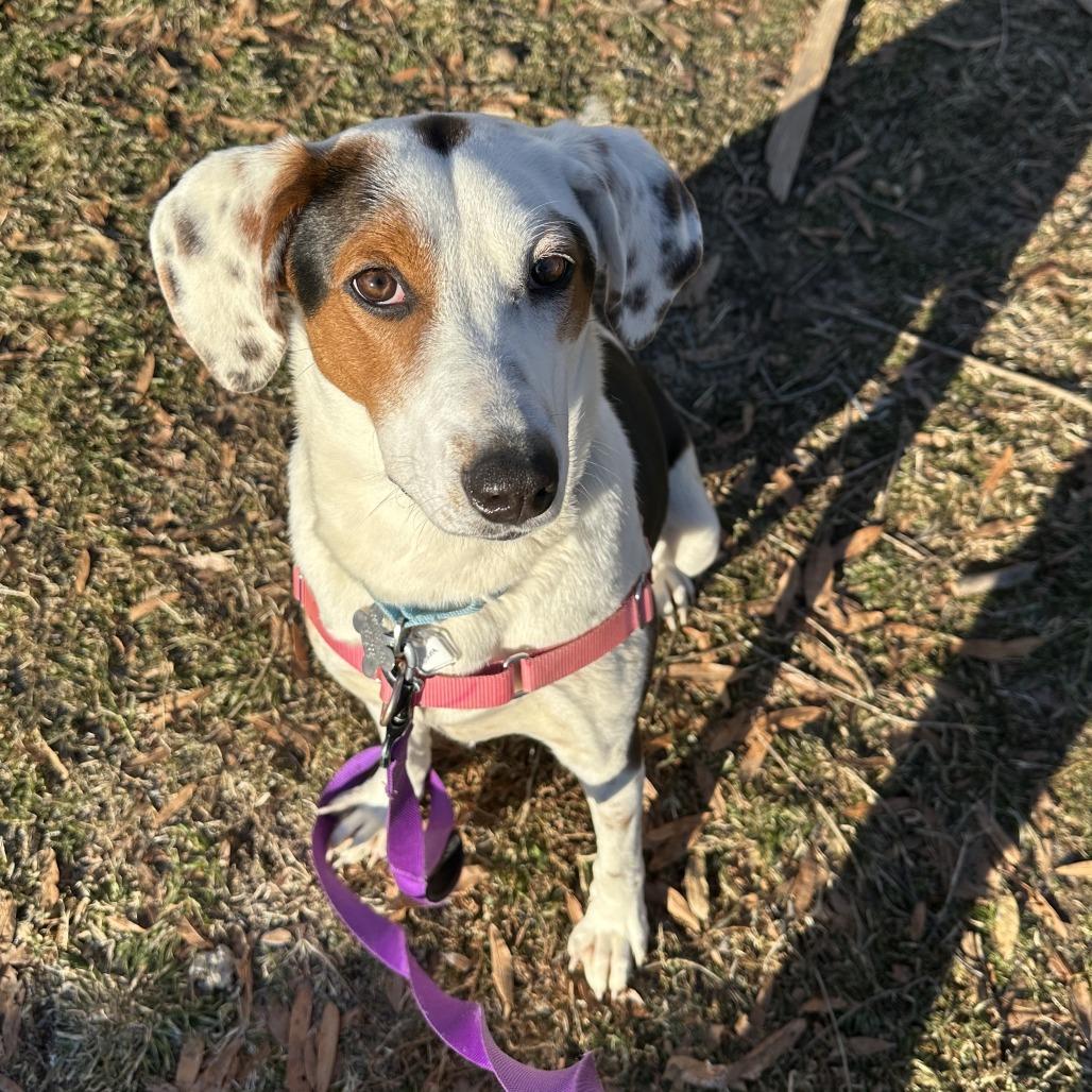 Luna, a Adoptable mixed breed in Falls Church, VA image 4/6