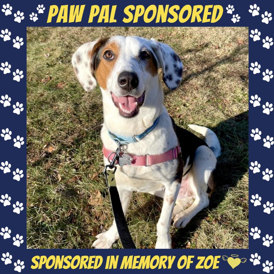 Luna, a Adoptable mixed breed in Falls Church, VA image 5/6