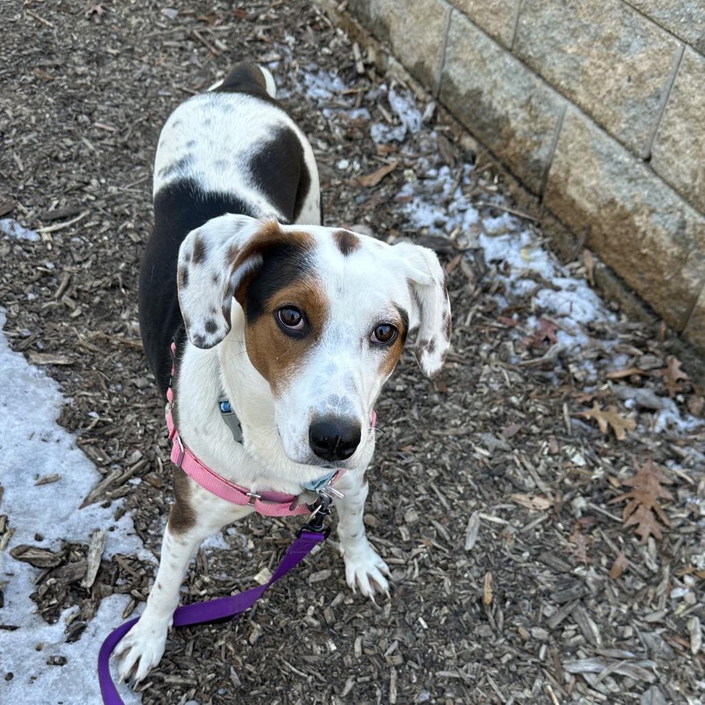 Luna, a Adoptable mixed breed in Falls Church, VA image 6/6