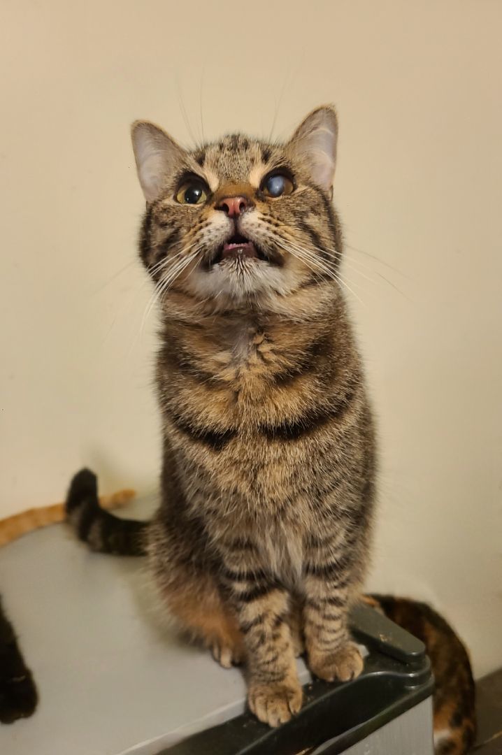 Twinkle , a Adoptable Domestic Short Hair in Ellijay, GA image 1/6