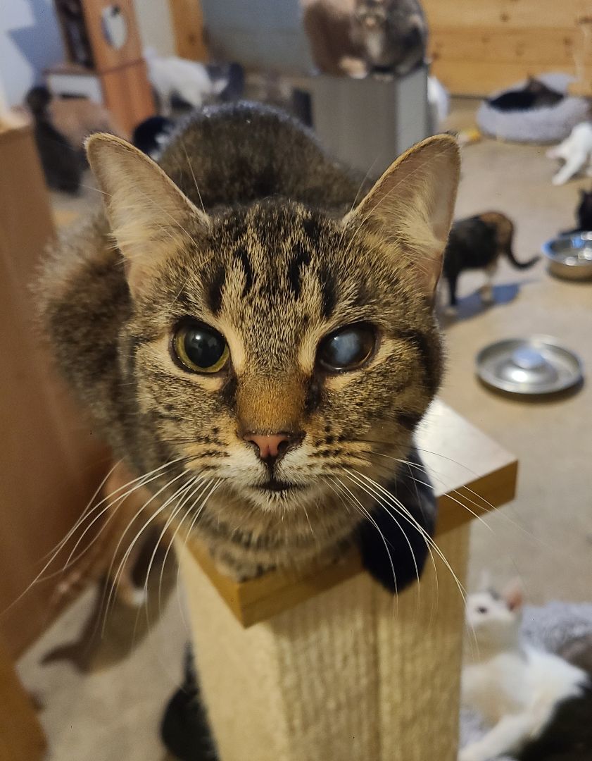 Twinkle , a Adoptable Domestic Short Hair in Ellijay, GA image 2/6