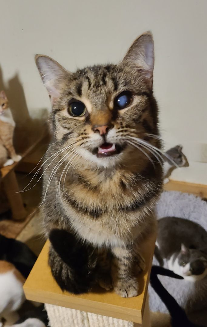 Twinkle , a Adoptable Domestic Short Hair in Ellijay, GA image 3/6