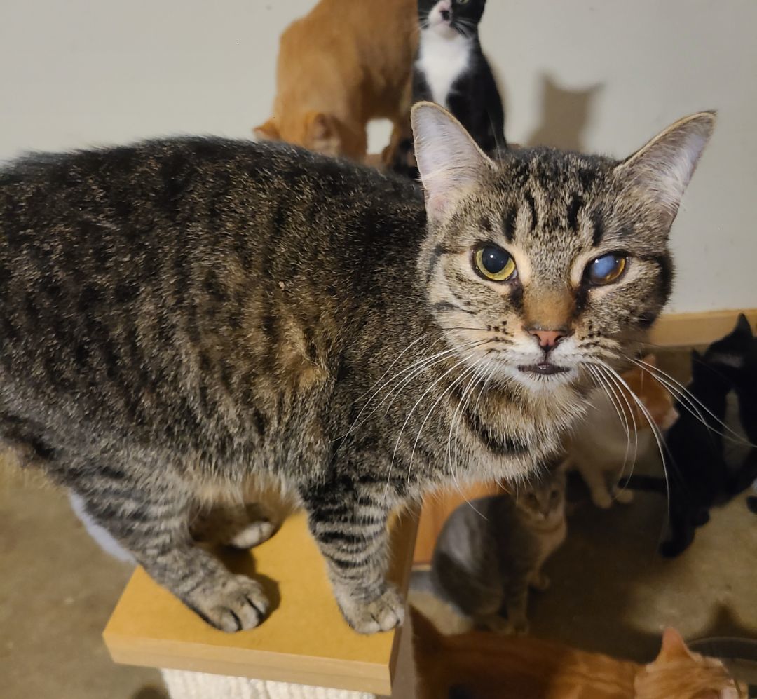 Twinkle , a Adoptable Domestic Short Hair in Ellijay, GA image 4/6