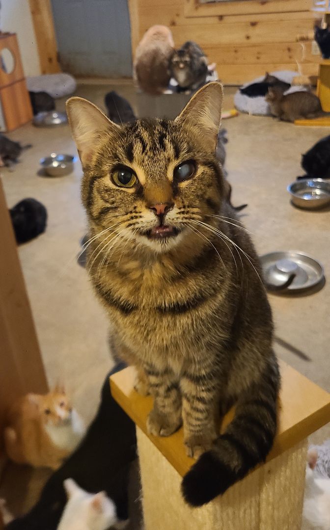 Twinkle , a Adoptable Domestic Short Hair in Ellijay, GA image 5/6