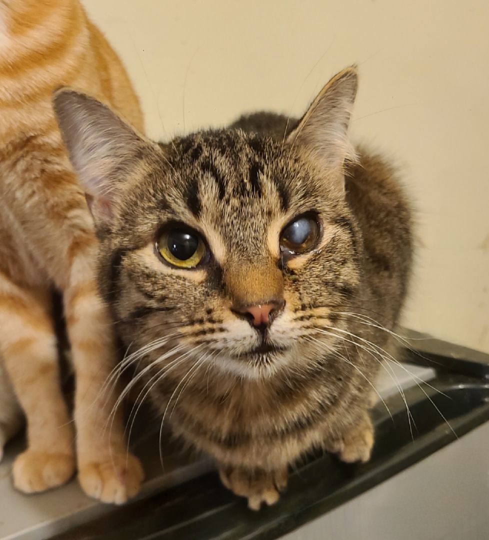 Twinkle , a Adoptable Domestic Short Hair in Ellijay, GA image 6/6