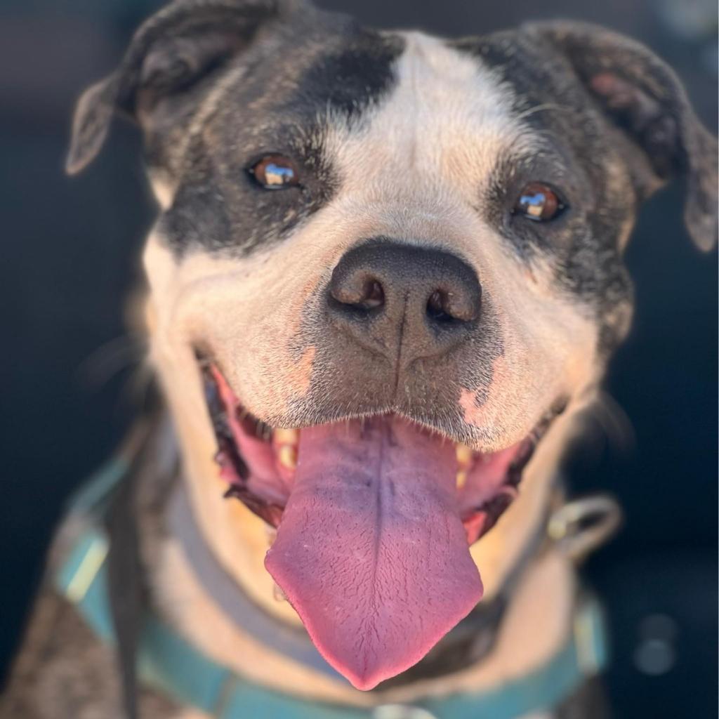 Hattie — thumbnail 3