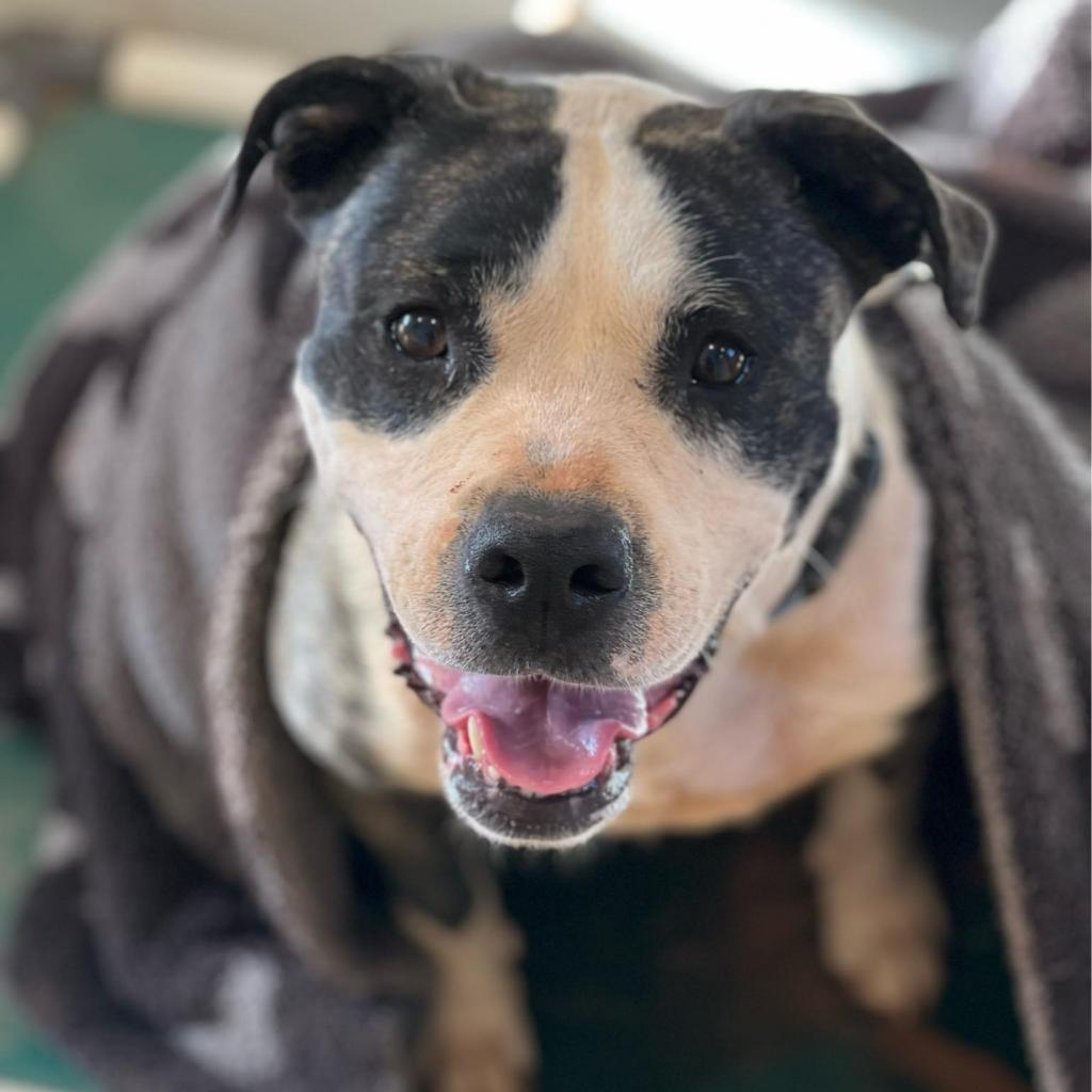 Hattie — thumbnail 6