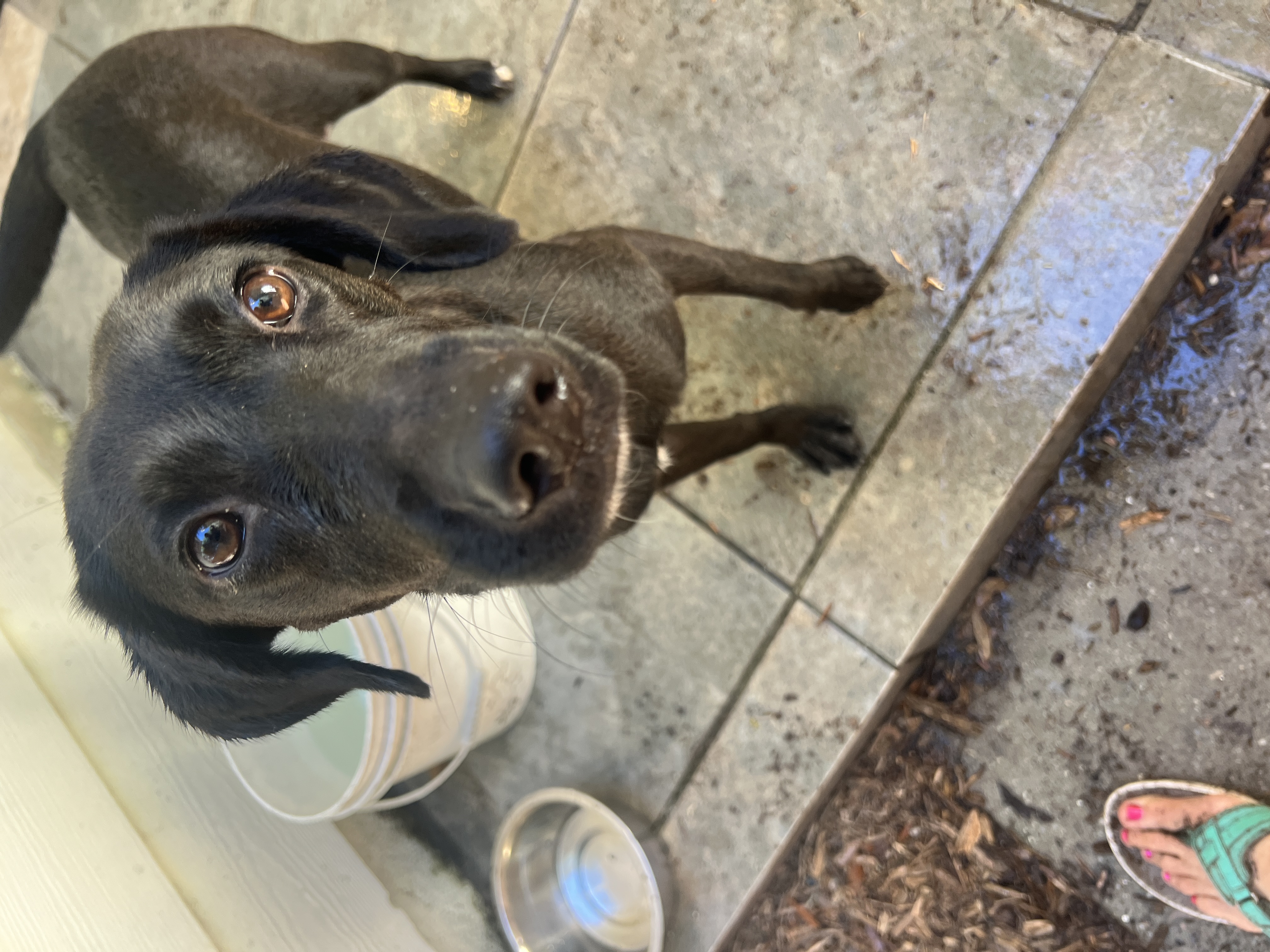 Dog for adoption Frida, a Labrador Retriever & Whippet Mix in Navarre, FL Petfinder