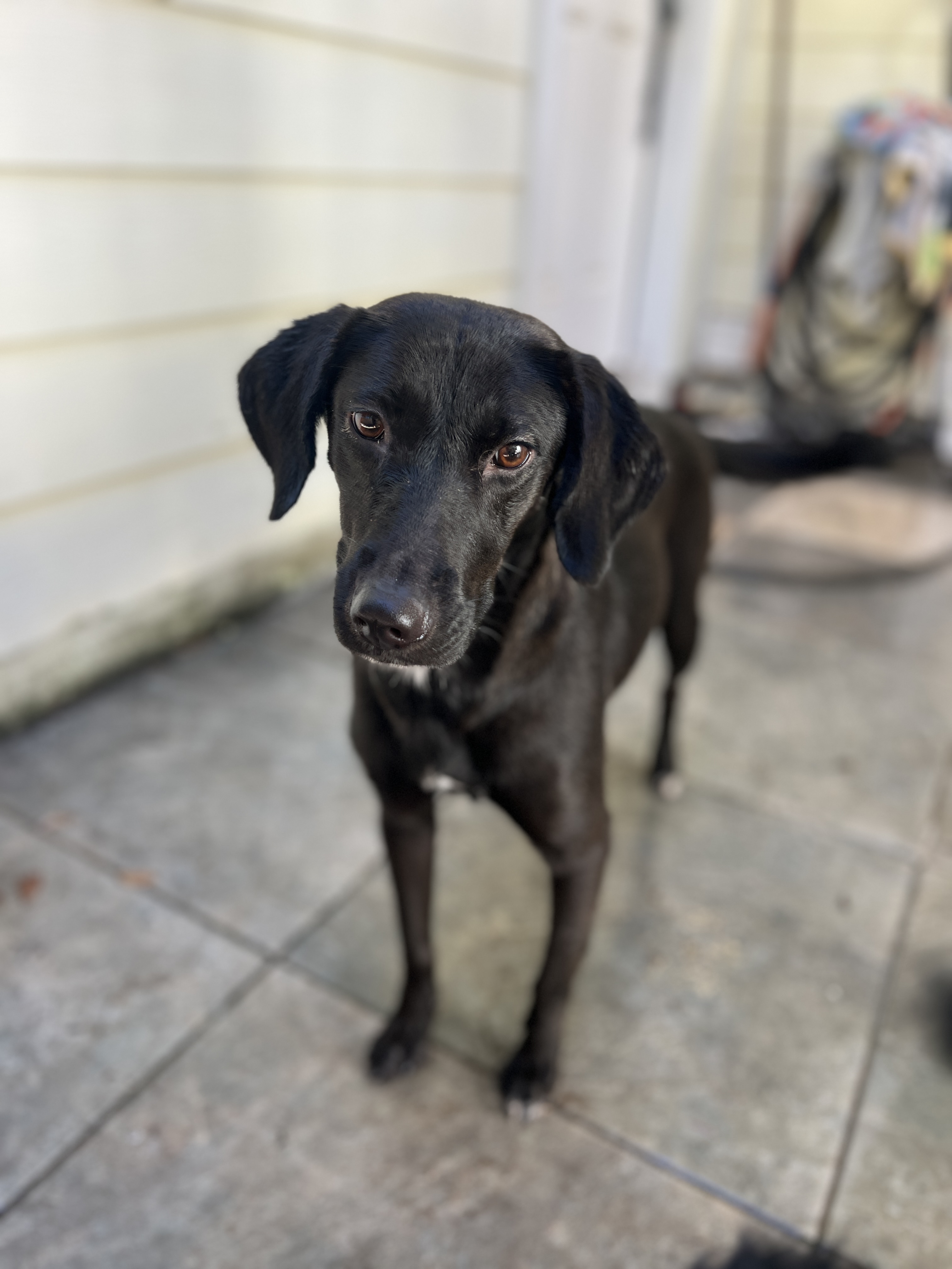 Dog for adoption Frida, a Labrador Retriever & Whippet Mix in Navarre, FL Petfinder