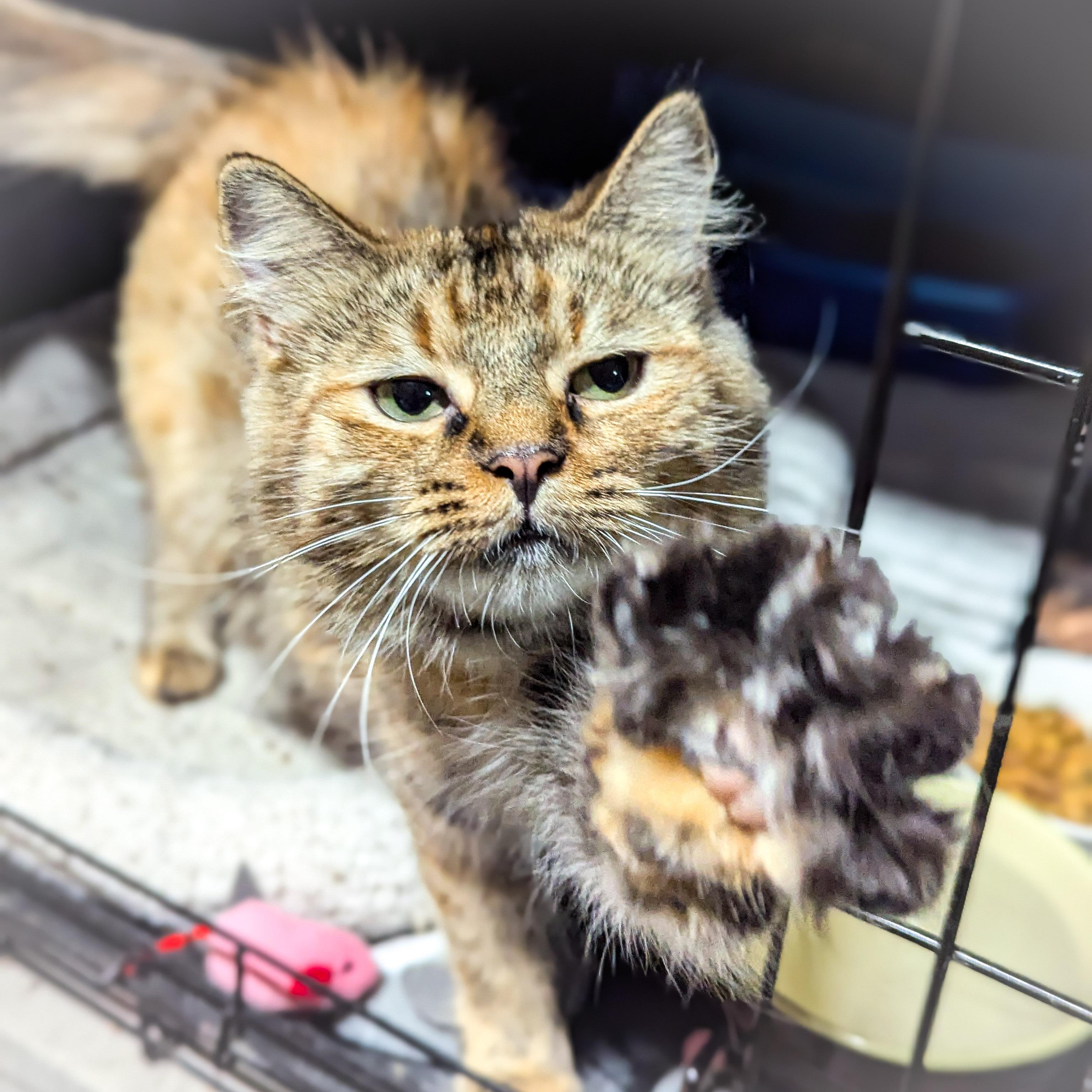 Shortcake thumbnail 3