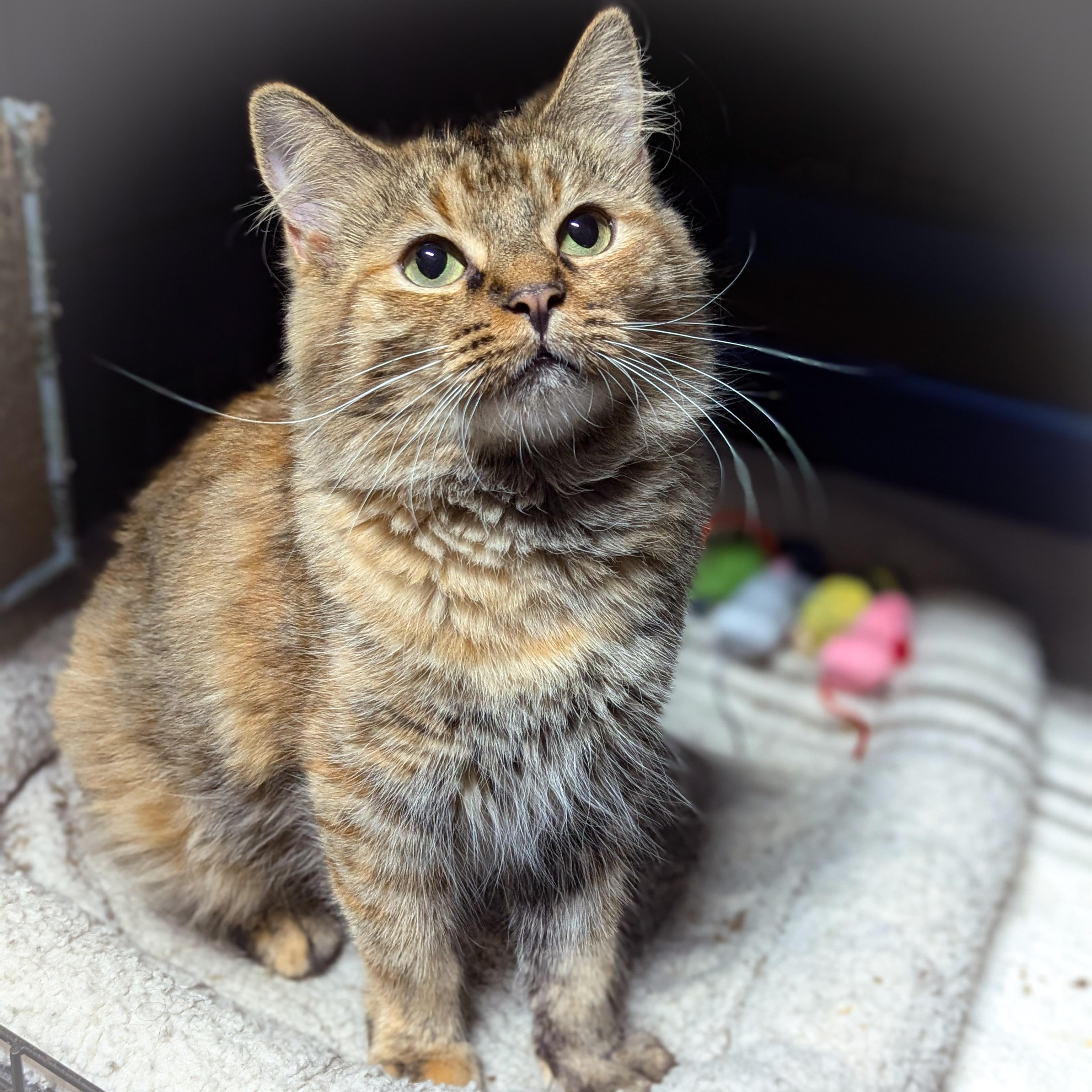 Shortcake thumbnail 5