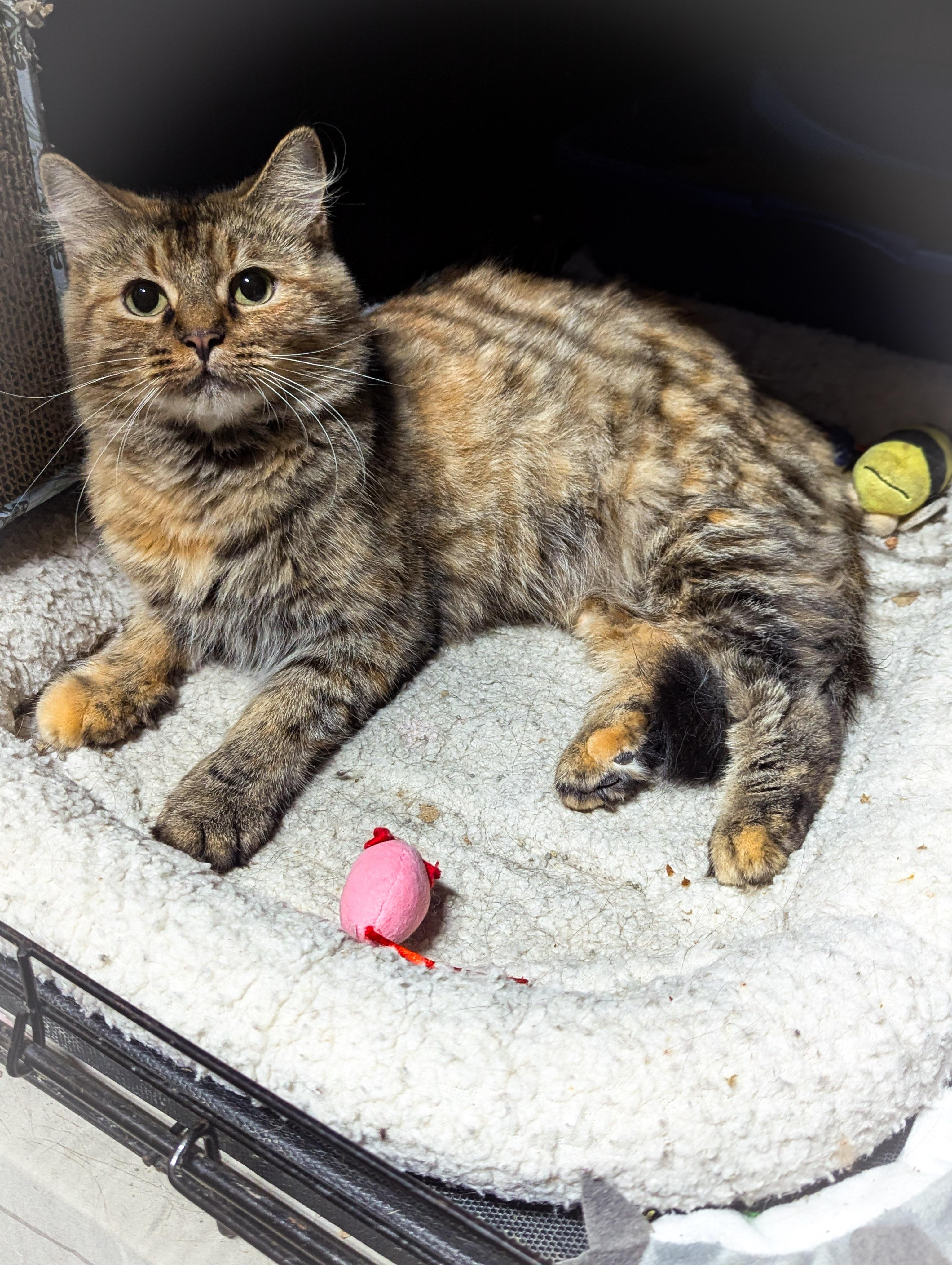 Shortcake thumbnail 2