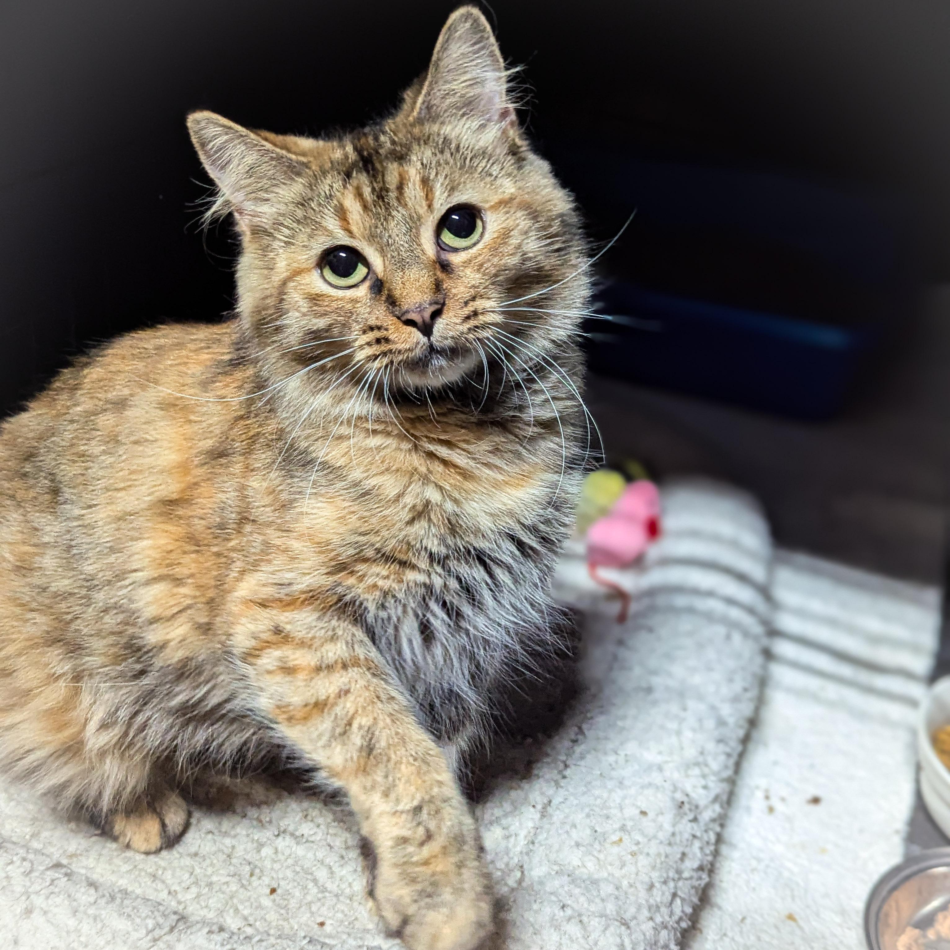 Shortcake thumbnail 4