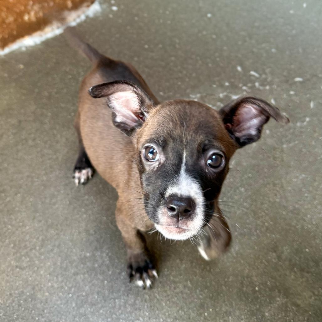 Enlarge Ekko, a Adoptable mixed breed in Santa Barbara, CA image 1/2