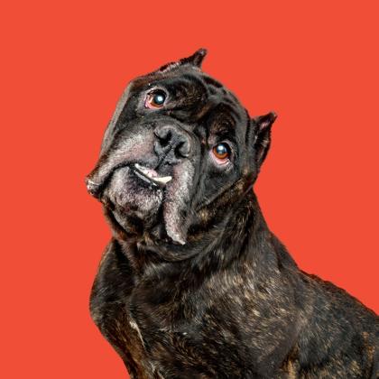 Babu — thumbnail 2