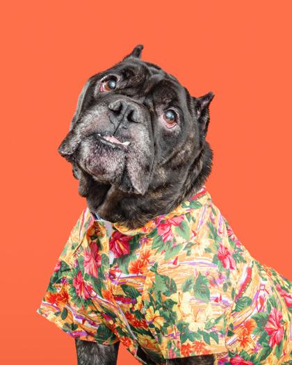 Babu — thumbnail 3