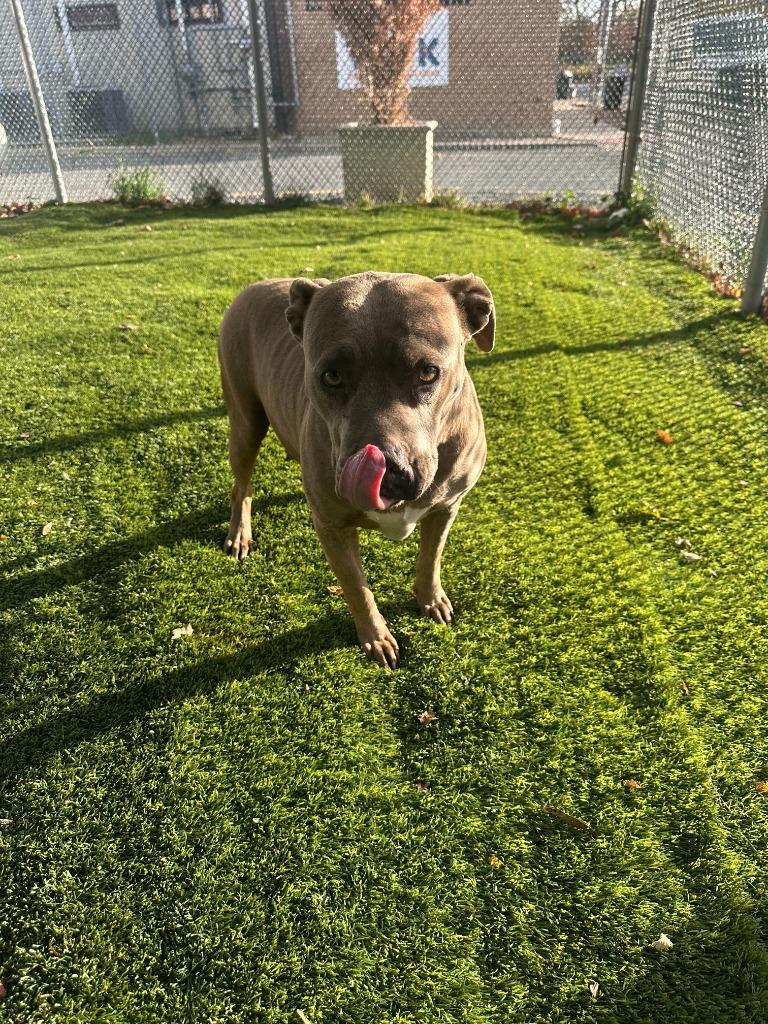 Barbie, adopted, Young Female Pit Bull Terrier.