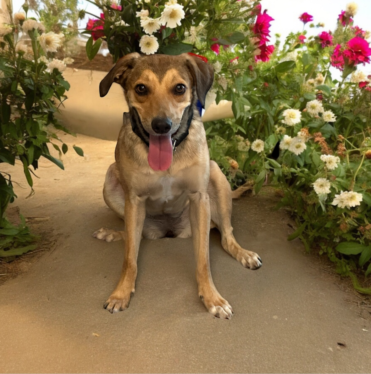 Enlarge Cayuya, a Adoptable mixed breed in Palm springs, FL image 2/2
