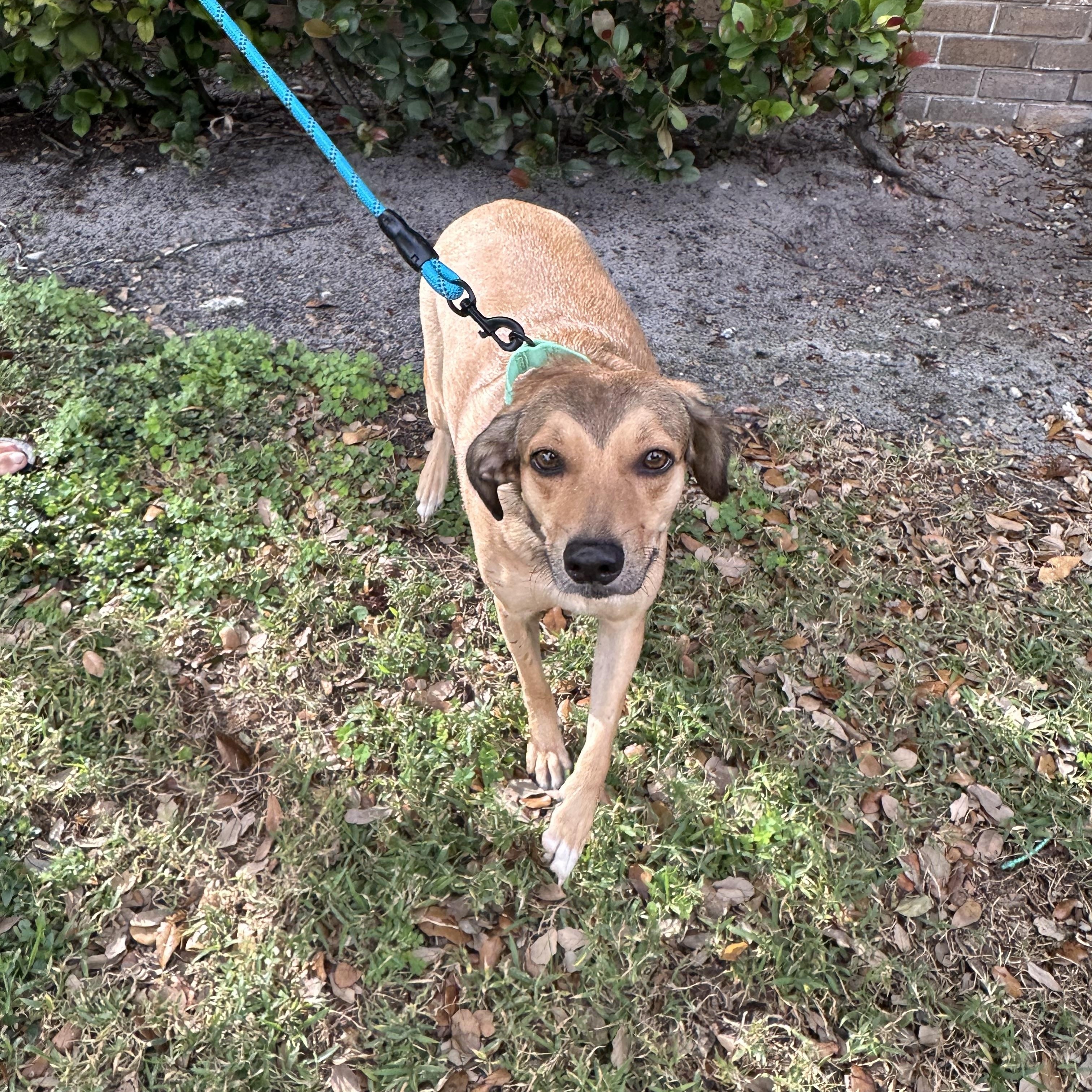 Cayuya, Adoptable, Adult Female Mixed Breed.