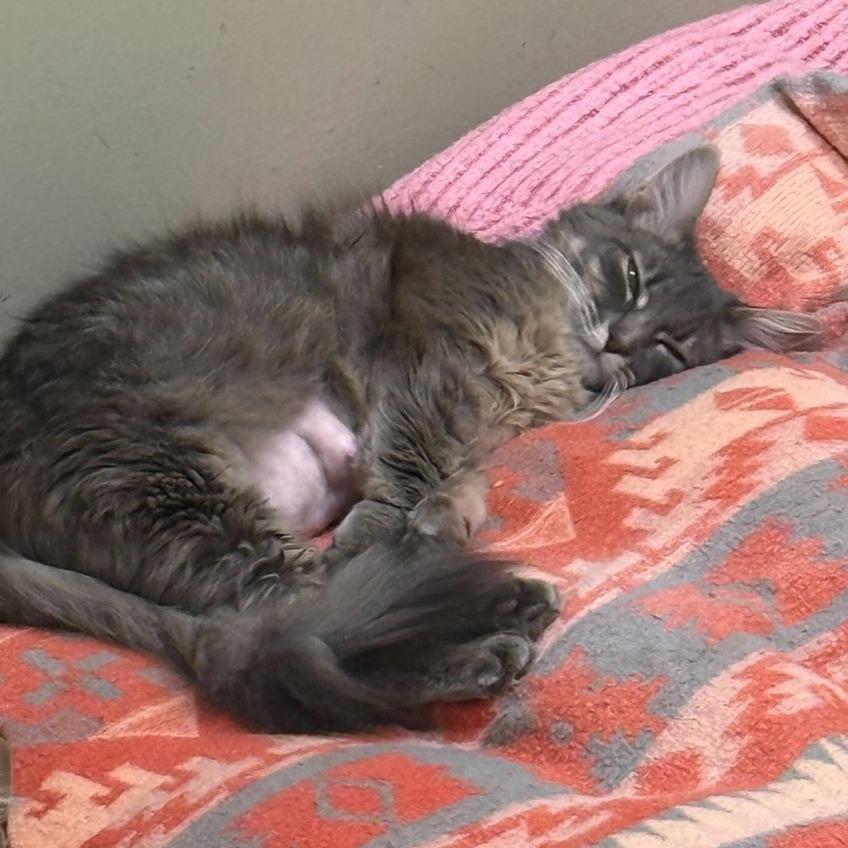Enlarge Cocoa, a Adoptable Domestic Medium Hair in Milan, IL image 1/3