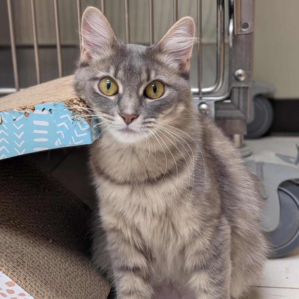 Enlarge Cocoa, a Adoptable Domestic Medium Hair in Milan, IL image 2/3