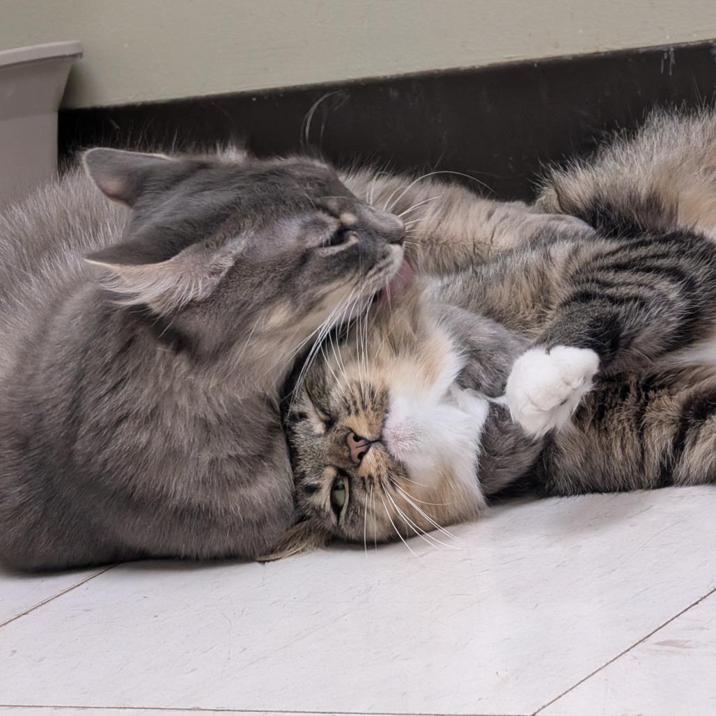 Enlarge Cocoa, a Adoptable Domestic Medium Hair in Milan, IL image 3/3