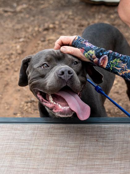 Dander- IN FOSTER, Adoptable, Adult Male Mixed Breed & Mixed Breed.