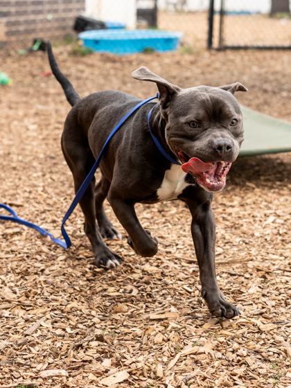 Enlarge Dander- IN FOSTER, a Adoptable Mixed Breed in Chamblee, GA image 2/3