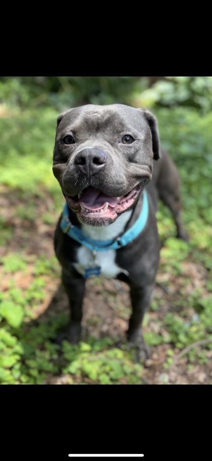 Enlarge Dander- IN FOSTER, a Adoptable Mixed Breed in Chamblee, GA image 3/3
