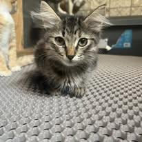 MARTINI, Adopted, Young Female Domestic Short Hair.