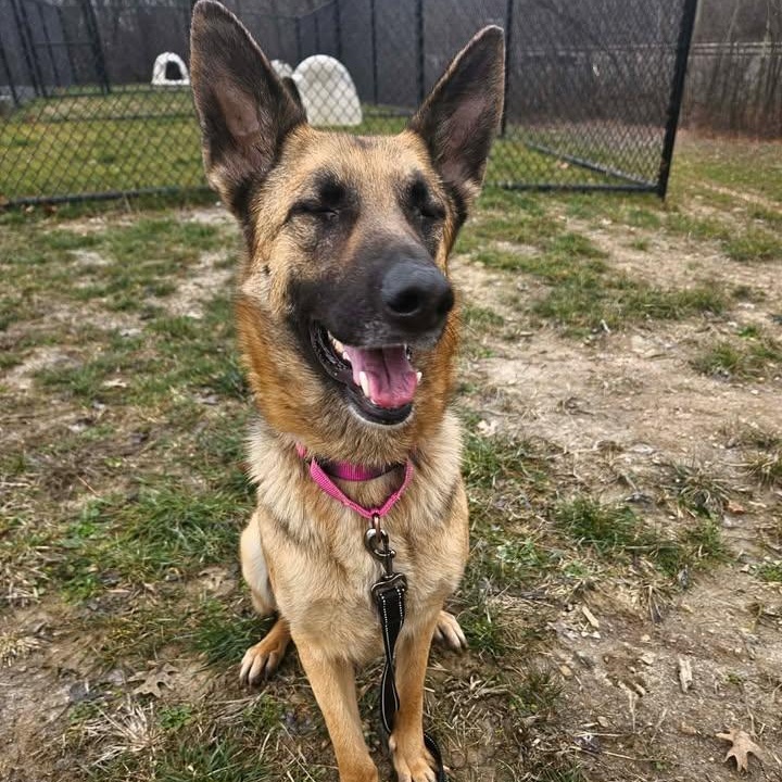 Cupid, a ADOPTABLE German Shepherd Dog in Shepherdsville, KY image 5/6