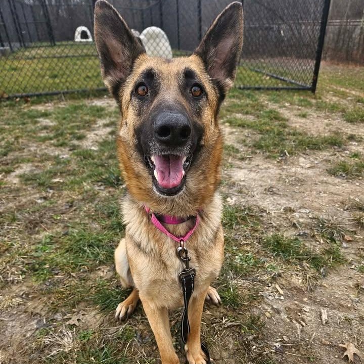 Cupid, ADOPTABLE, Adult Female German Shepherd Dog.