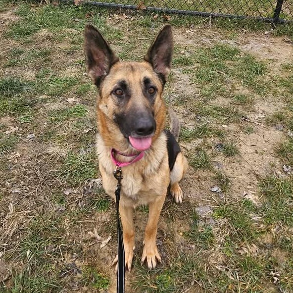 Cupid, a ADOPTABLE German Shepherd Dog in Shepherdsville, KY image 3/6