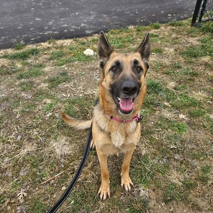 Cupid, a ADOPTABLE German Shepherd Dog in Shepherdsville, KY image 4/6