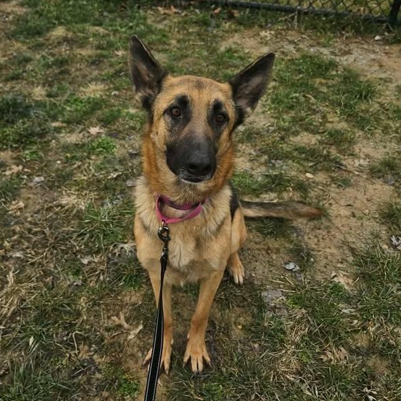 Cupid, a ADOPTABLE German Shepherd Dog in Shepherdsville, KY image 2/6