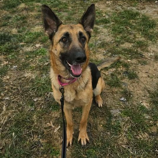 Cupid, a ADOPTABLE German Shepherd Dog in Shepherdsville, KY image 6/6