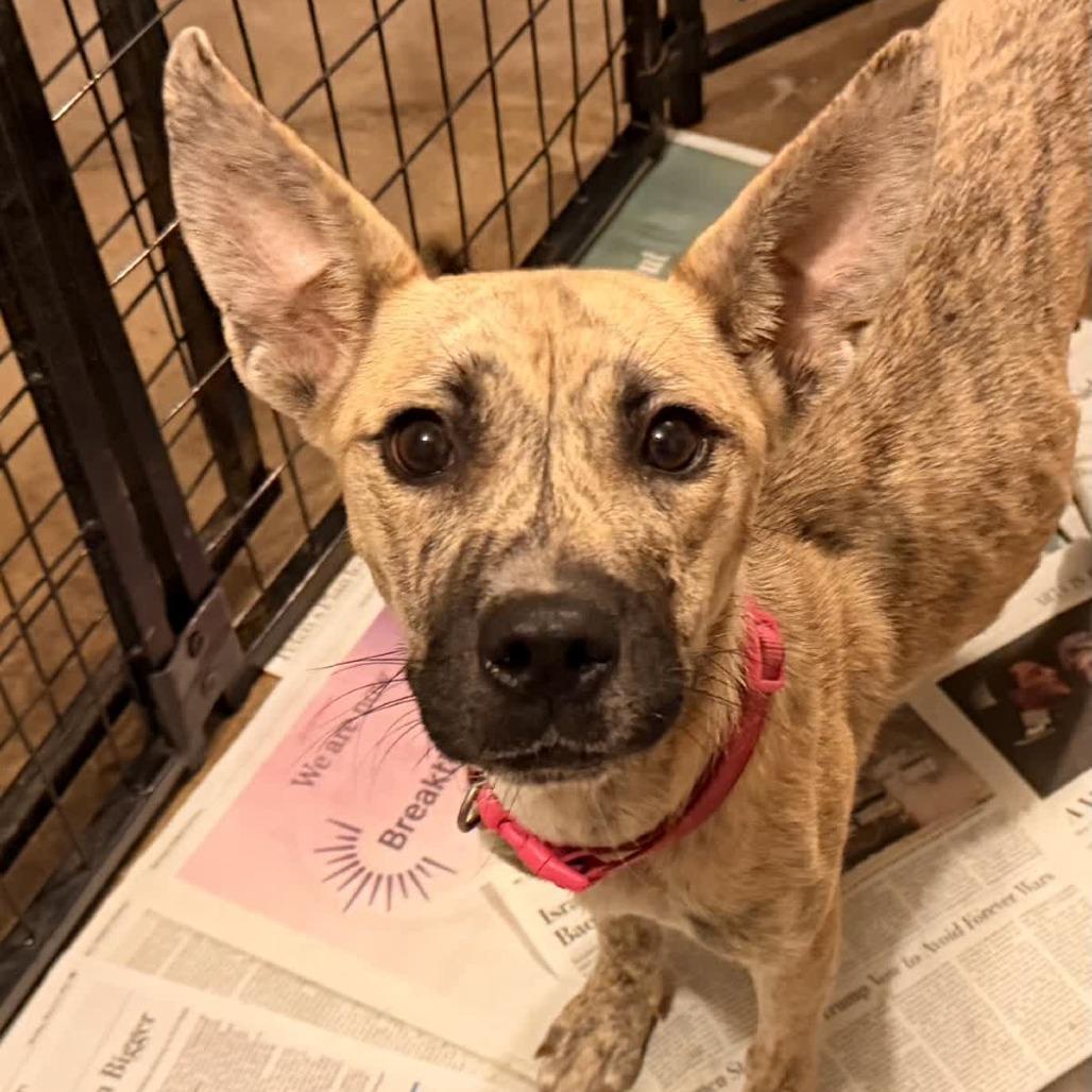 Sienna, a Adoptable Mixed Breed in Kansas City, MO image 1/6