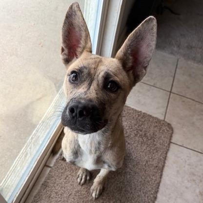 Sienna, a Adoptable Mixed Breed in Kansas City, MO image 2/6