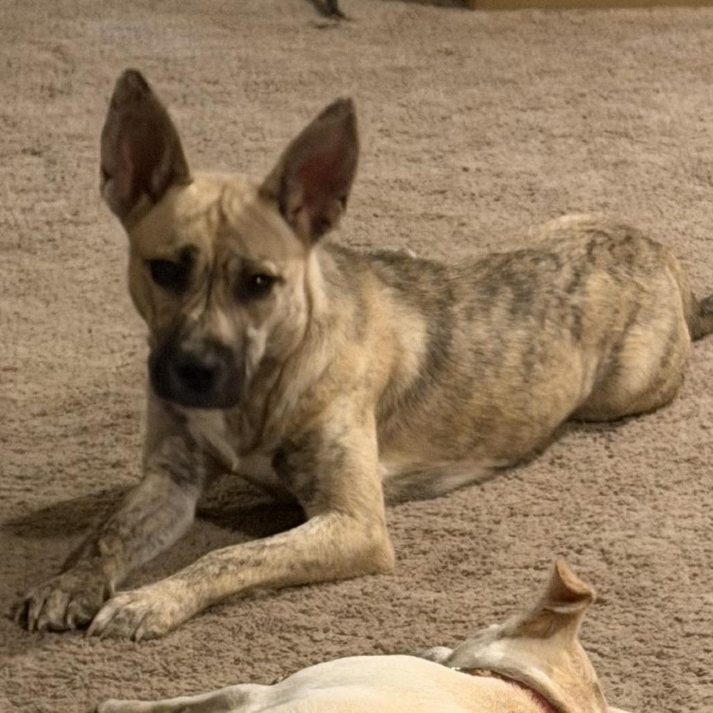 Sienna, a Adoptable Mixed Breed in Kansas City, MO image 3/6