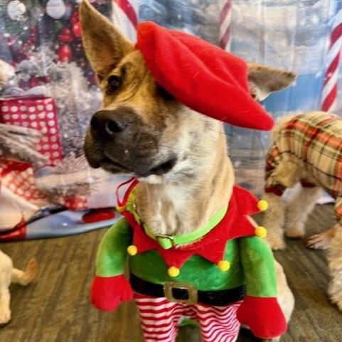 Sienna, a Adoptable Mixed Breed in Kansas City, MO image 4/6