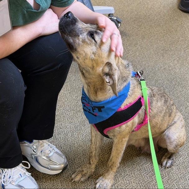 Sienna, a Adoptable Mixed Breed in Kansas City, MO image 5/6