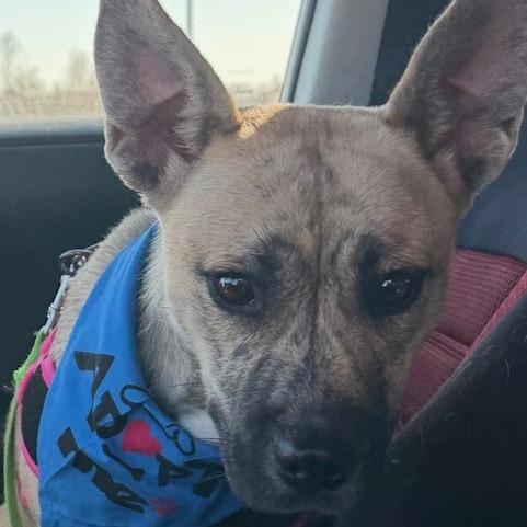 Sienna, a Adoptable Mixed Breed in Kansas City, MO image 6/6