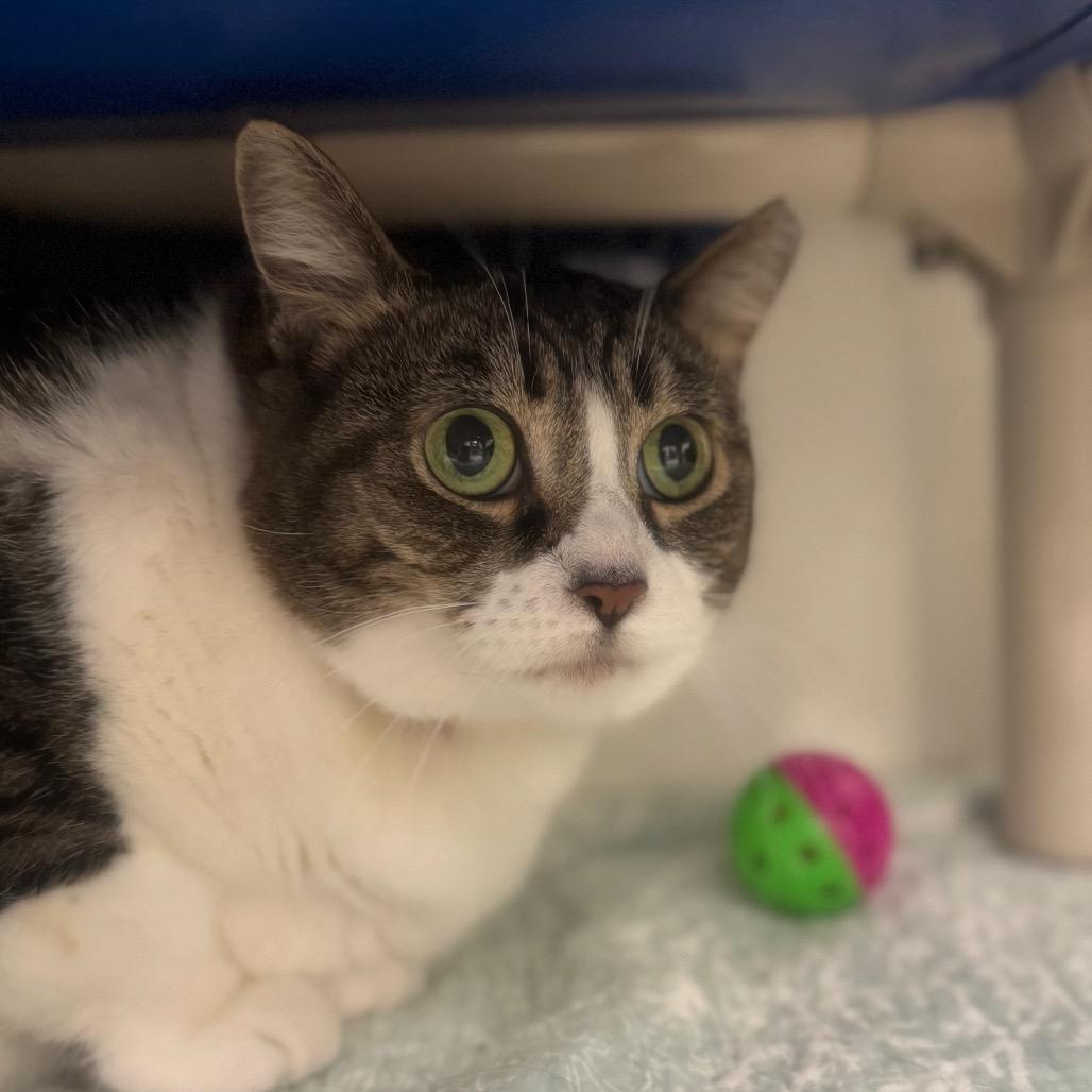 Misty, a Adoptable Domestic Short Hair in York, PA image 2/5