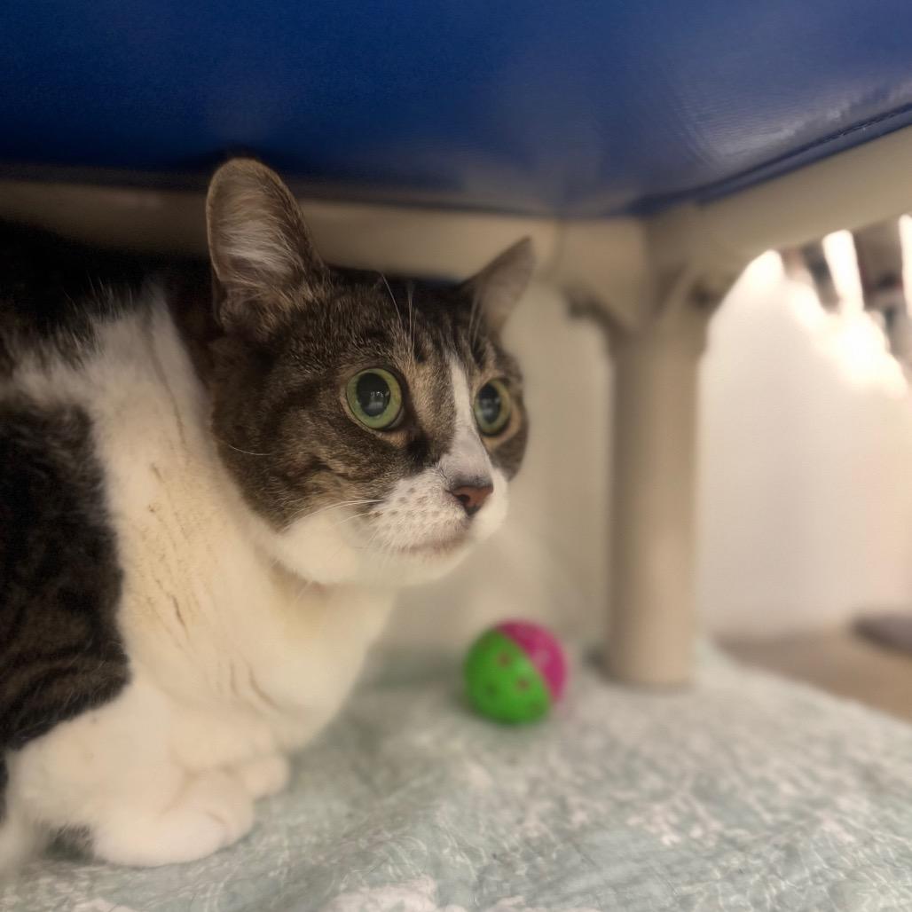 Misty, a Adoptable Domestic Short Hair in York, PA image 3/5