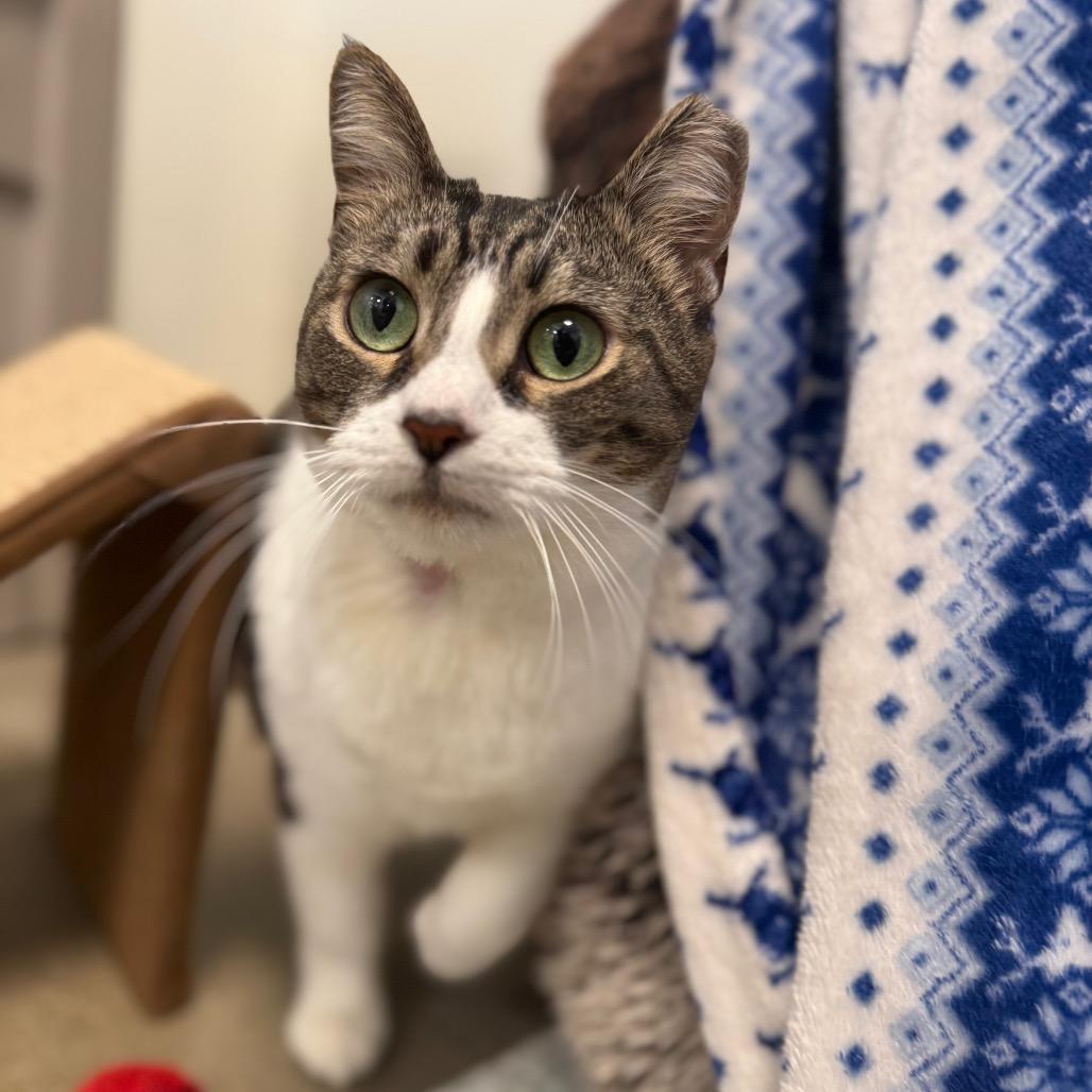 Misty, a Adoptable Domestic Short Hair in York, PA image 4/5