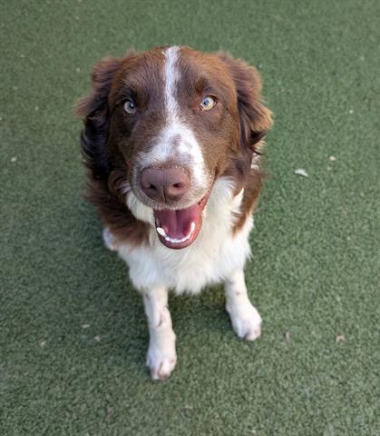 SODA POP, Adoptable, Young Male Border Collie.