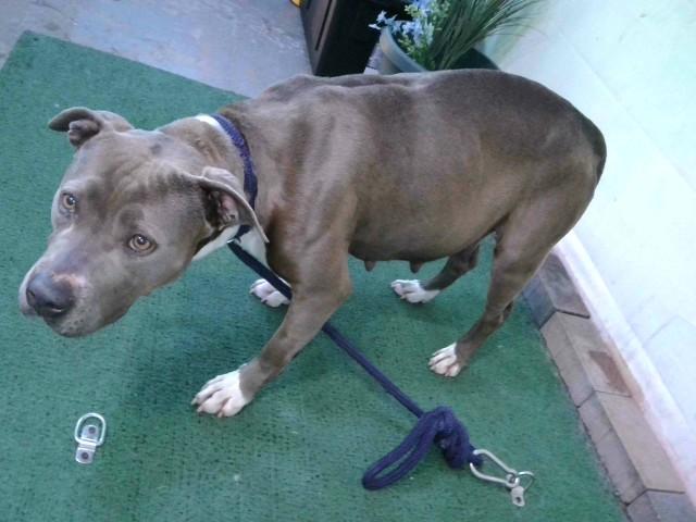 JUNO, Adoptable, Young Female Pit Bull Terrier & Mixed Breed.