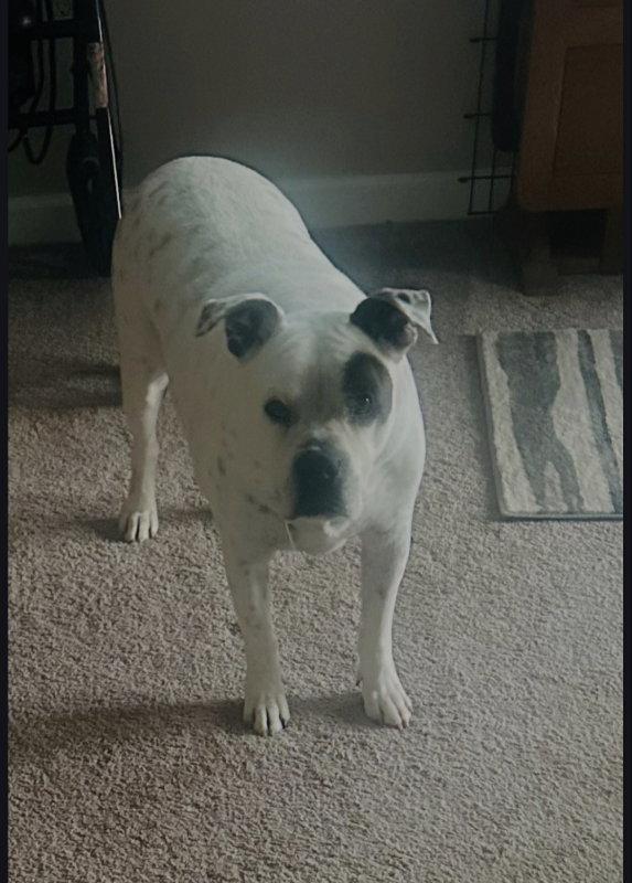 Enlarge Pirate, a Adoptable Boxer in Winston Salem, NC image 2/2
