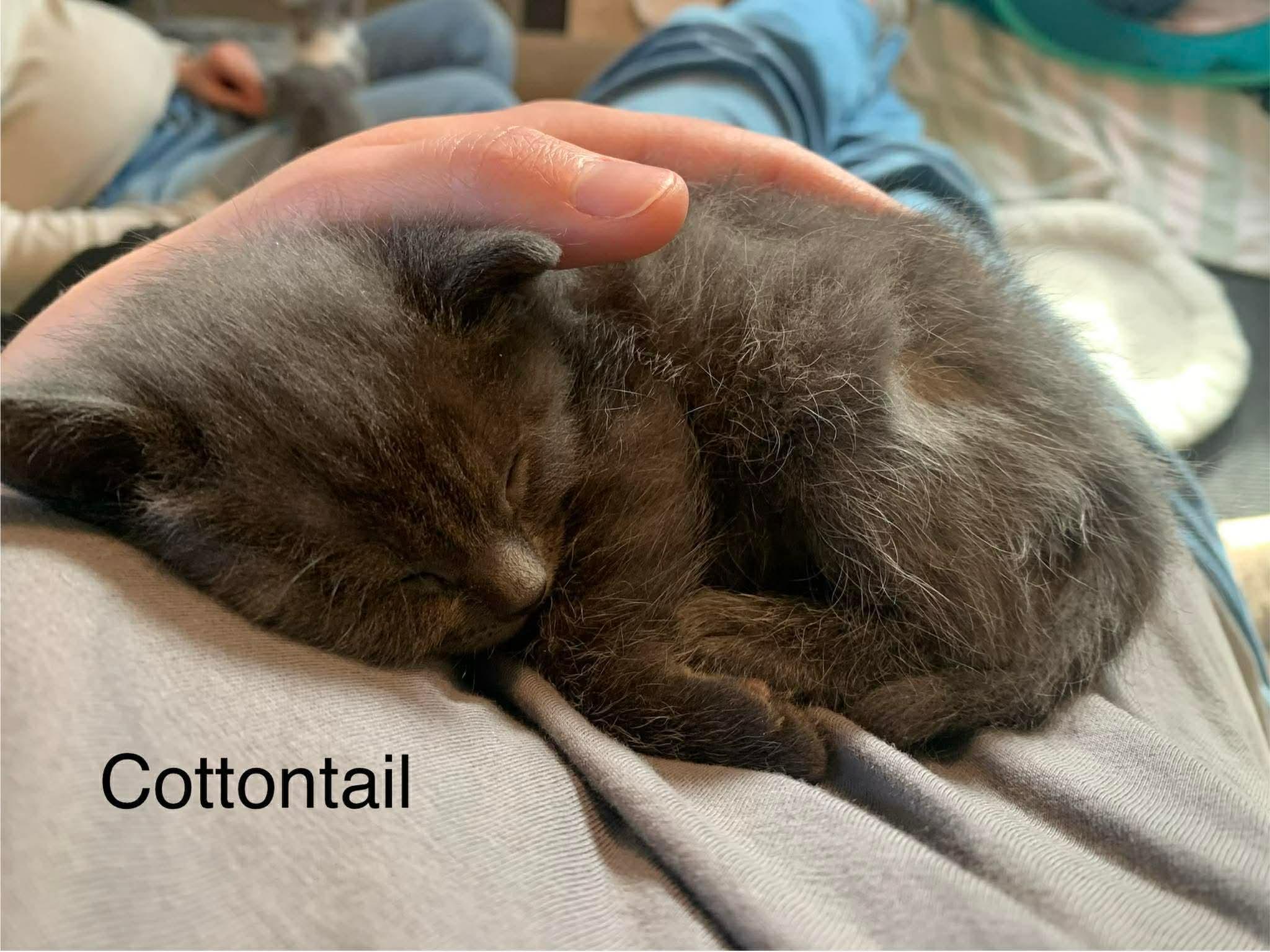 Enlarge Cottontail , a ADOPTABLE Domestic Short Hair in New Hartford, NY image 2/2